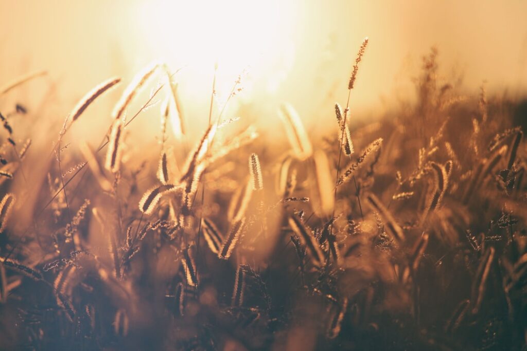 wheat field sunset